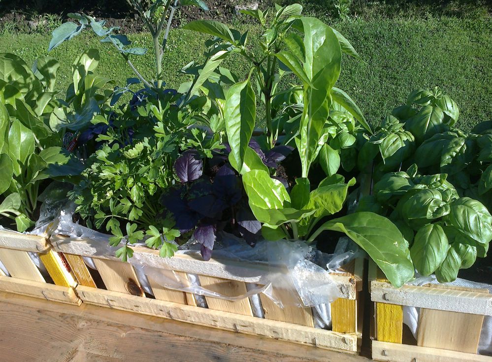 Molti ortaggi possono crescere bene in contenitore, sul tuo balcone! - foto dell'autrice
