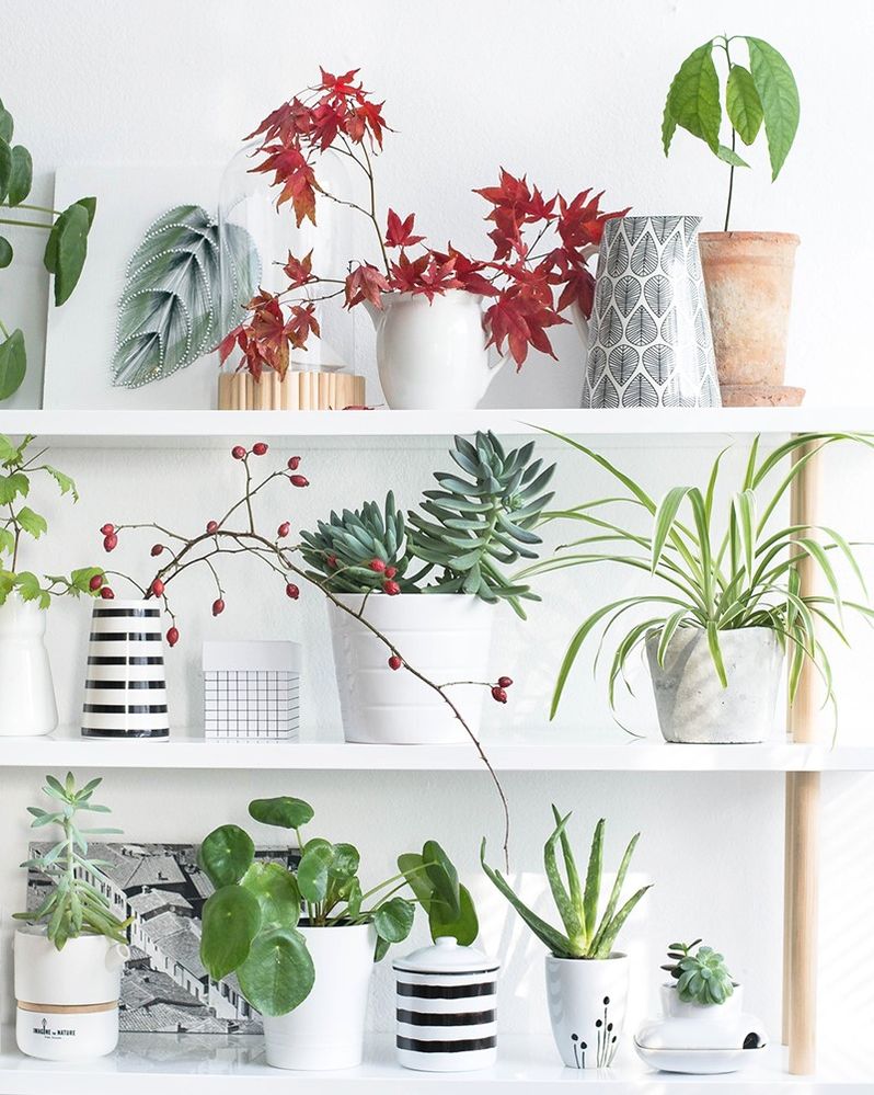 Pilea Pianta delle Monete, Altezza 25 cm, Pianta Vera, Pianta da Interno, Vaso Artigianale in Cemento