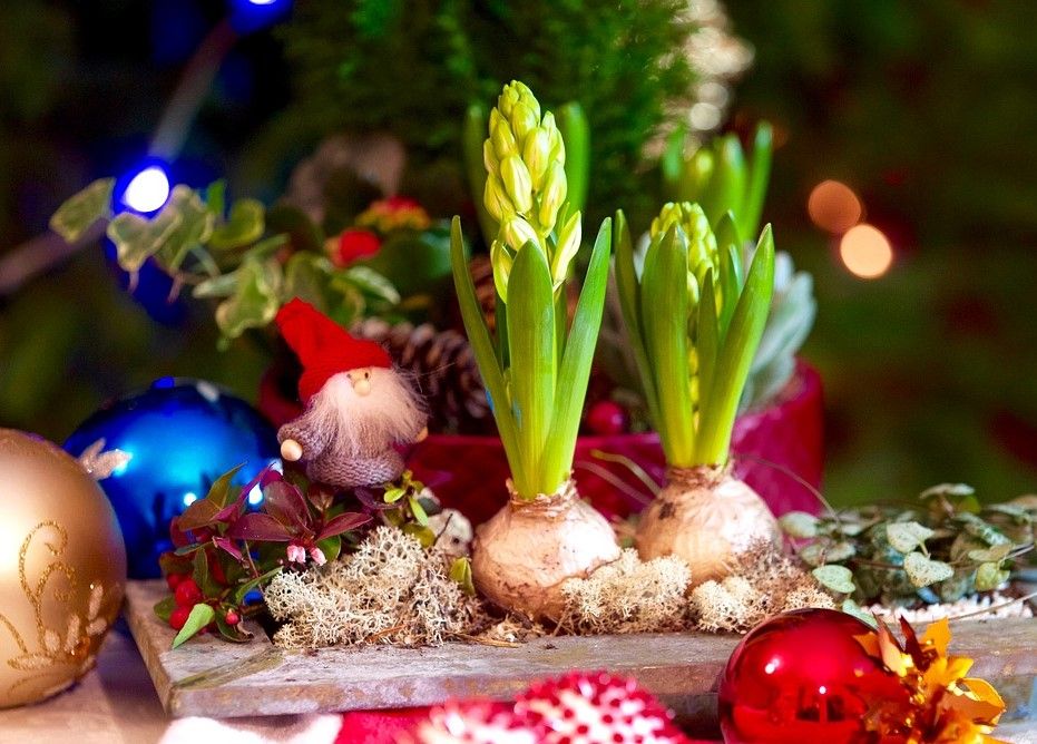 Bulbi di giacinto inseriti in una composizione natalizia inebrieranno la tua casa di profumo - foto Pixabay