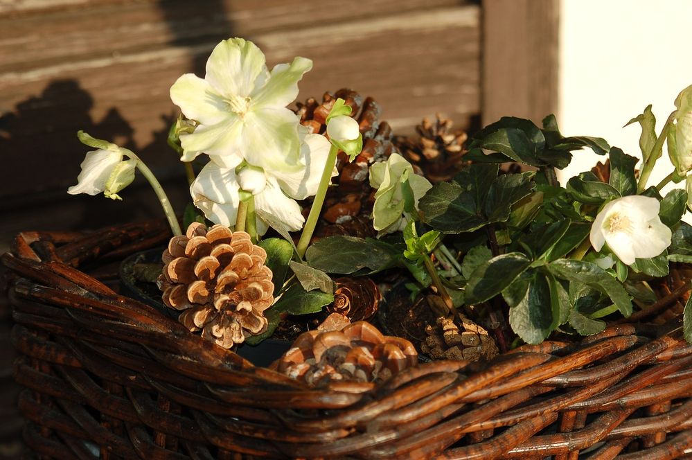 La Rosa di Natale, o Elleboro, fiorisce con il freddo! - foto Pixabay