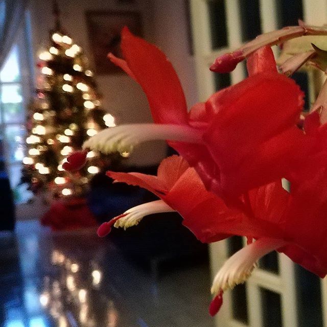 Il Cactus di Natale fiorisce in casa proprio ora! - foto da Publicinsta.com