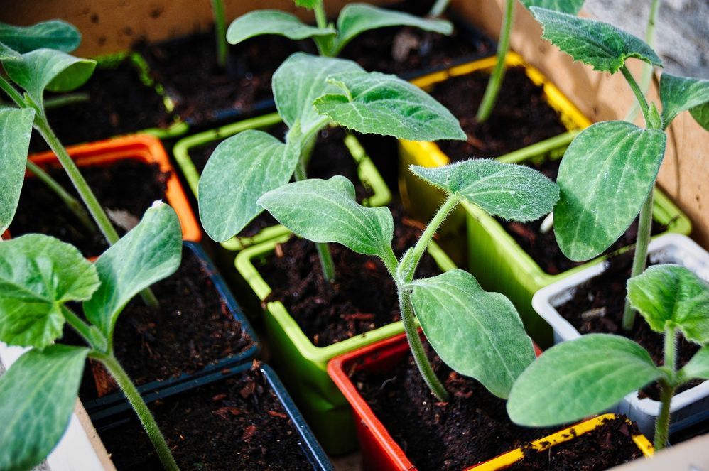 Per la coltivazione in vaso, semina ortaggi a sviluppo ridotto! - foto Pixabay