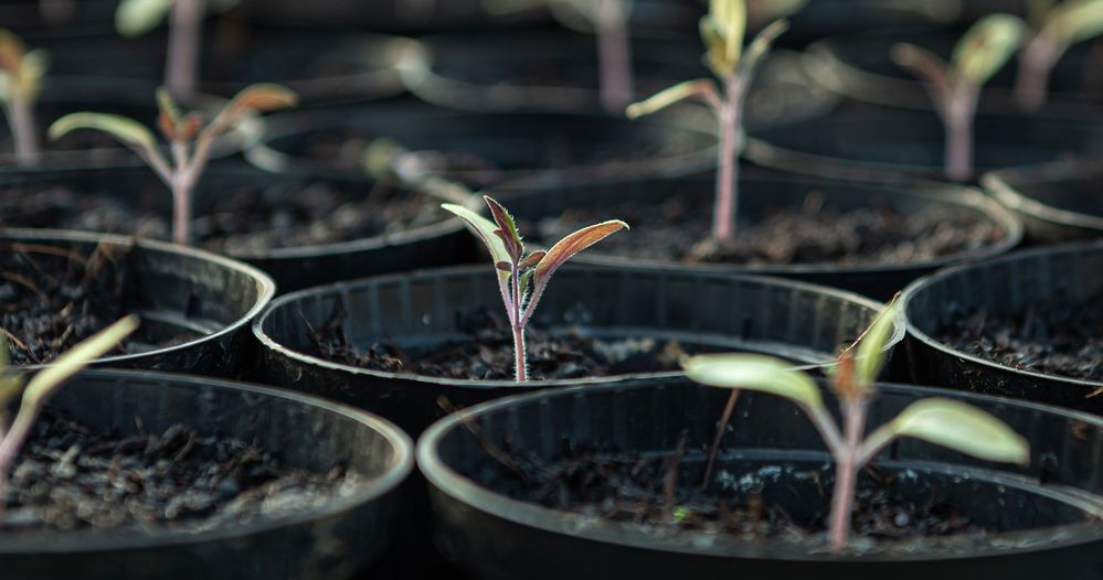 Il modo più economico per iniziare una coltivazione è seminare le piantine da sè - foto Pixabay