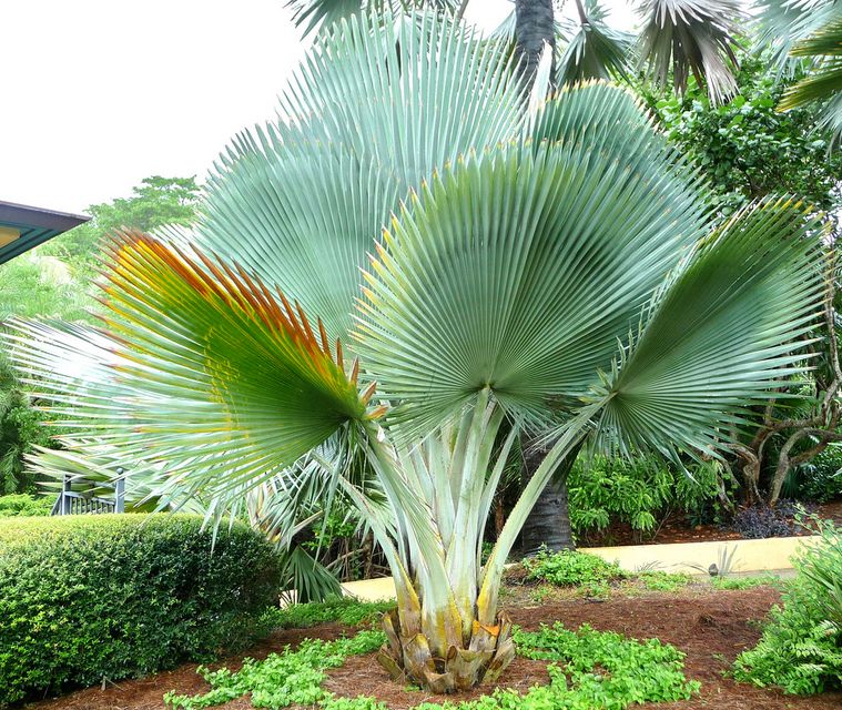 Pianta di Cycas Revoluta pianta vera ornamentale palma vera da esterno  giardino