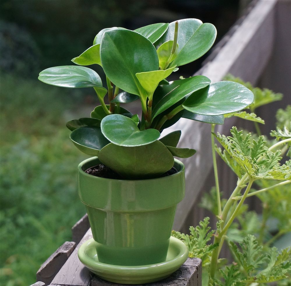 Peperomia: coltivazione e cura