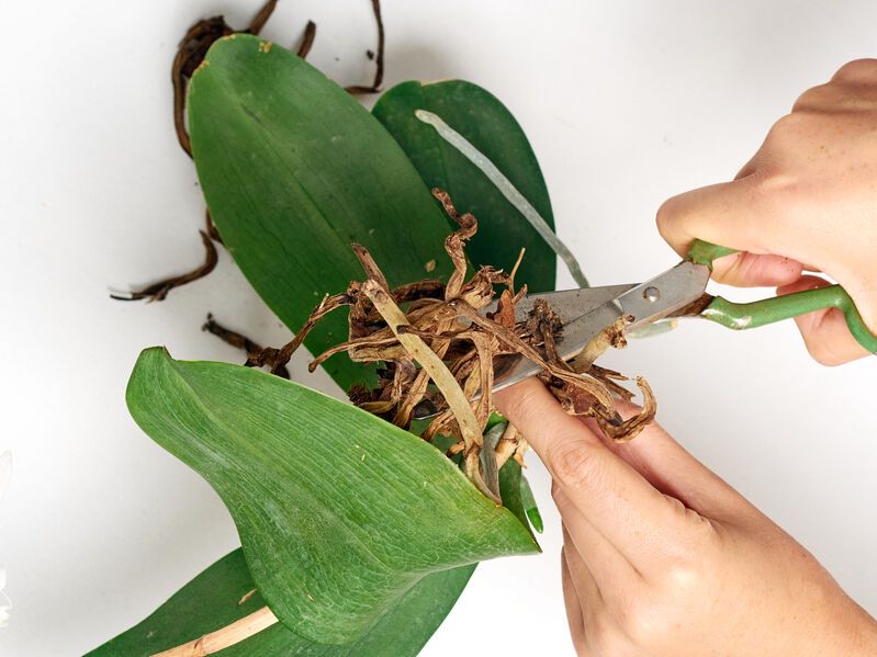 Rinvasare le orchidee: come fare