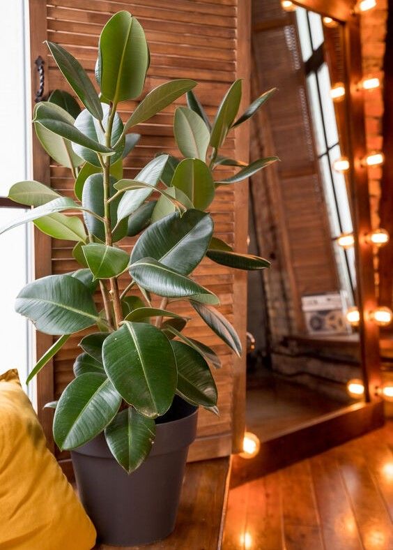 Ravviva la tua casa con un Ficus elastica! - foto Leroy Merlin