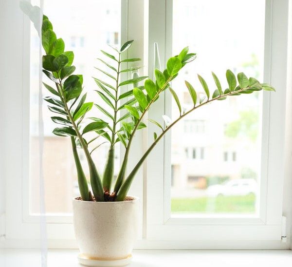Zamioculcas è una pianta estremamente adattabile e facile da coltivare in casa! - foto Leroy Merlin